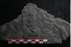 Foto (Detailansicht) von Callipteris sp.  (NHMW-GEO-2024-0188-10915)